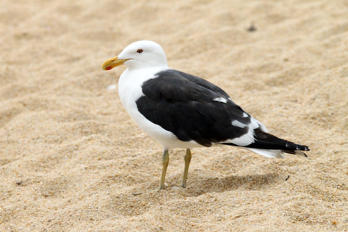 Southern Black-backed Gull (Larus dominicanus)